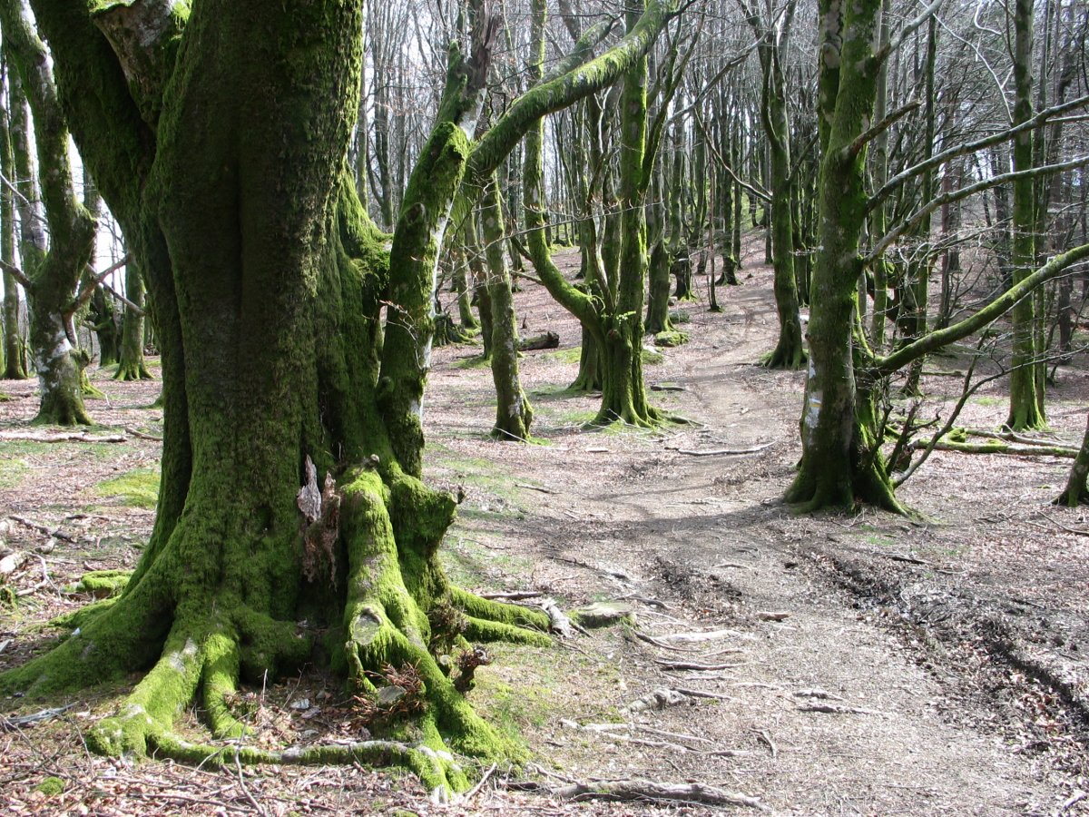 Artikutzatik datorren bideko pasarte bat