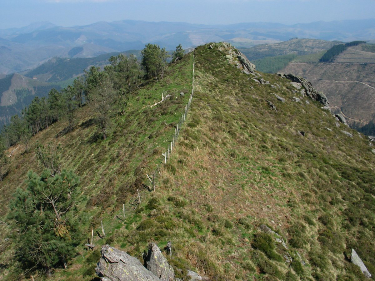 Ekialdeko muturra
