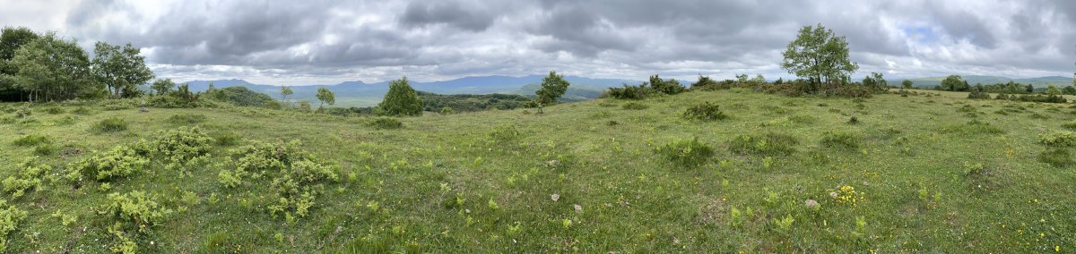 Tontorra