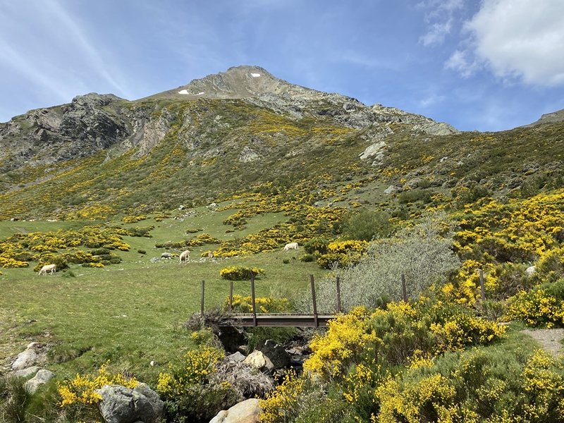 Pico Murcia