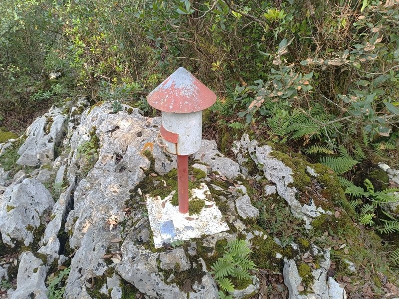 Buzoia