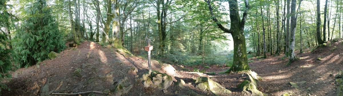 Tontorra