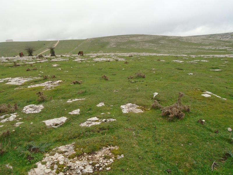 salera 1