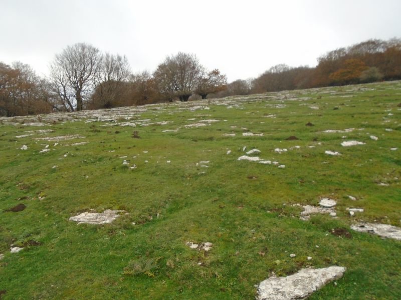 salera 2