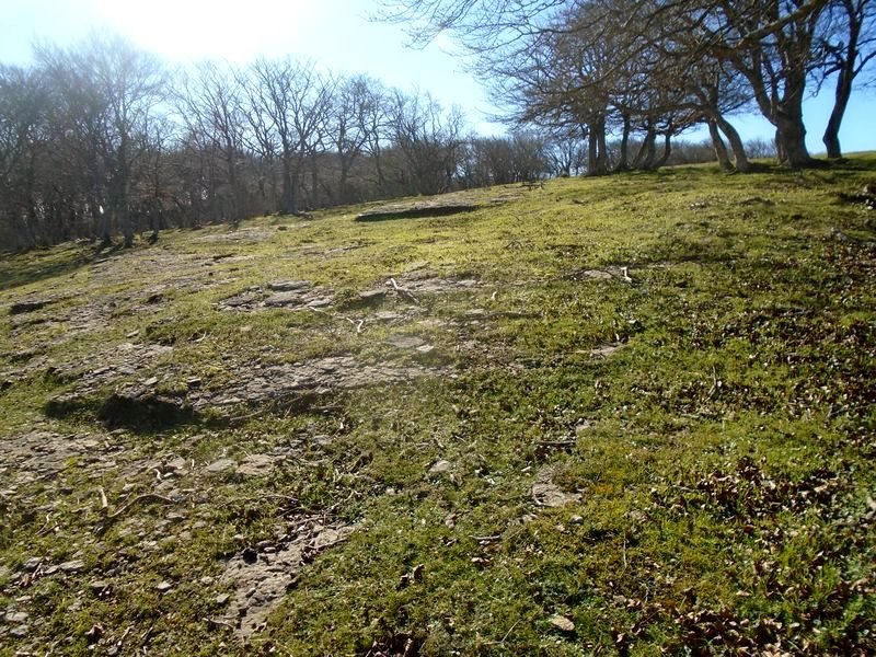 zaurogi 2