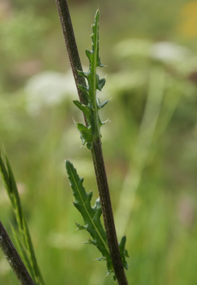 Cirsium tuberosum Harana aldean