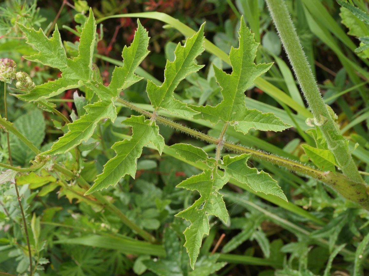 Heracleum sphondylium sphondylium Harana aldean