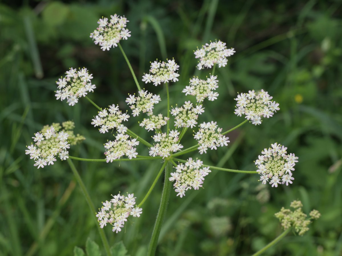 Heracleum sphondylium elegans Harana aldean