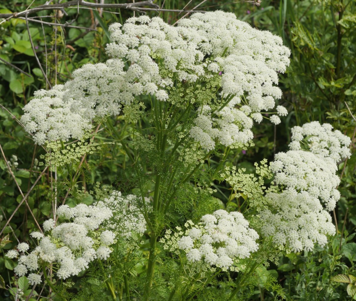 Ligusticum lucidum Kontrastatik gertu