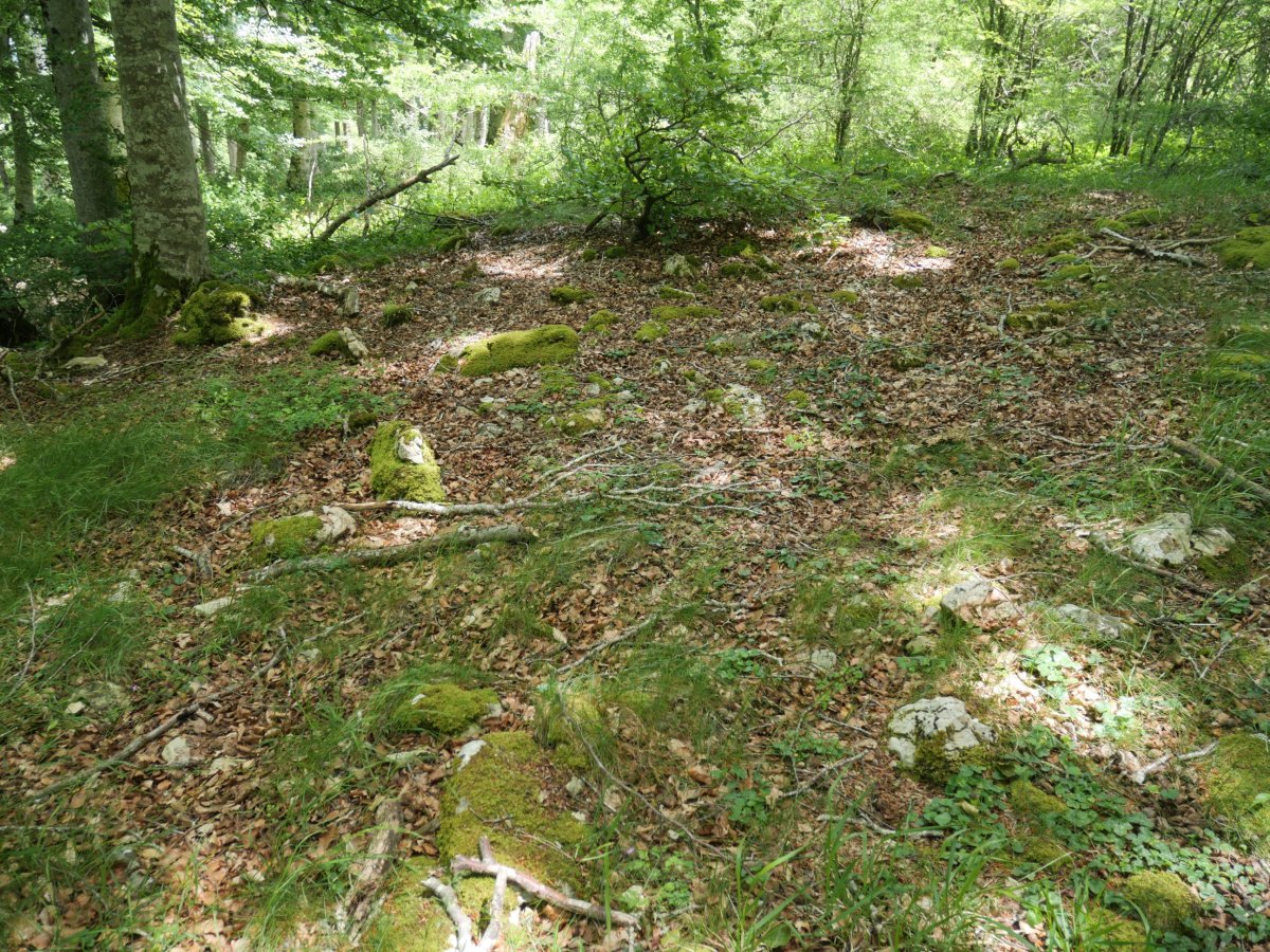 Kortagaña trikuharria