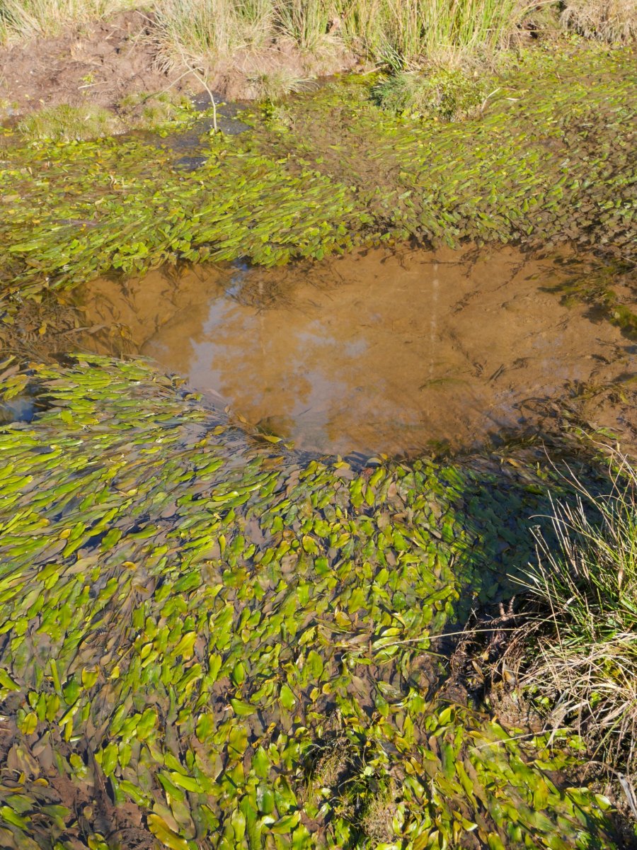 Usabelartzako errekastoa