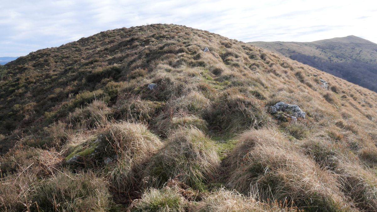 Beltzuntza tontorra, IMko bizkarretik ikusita