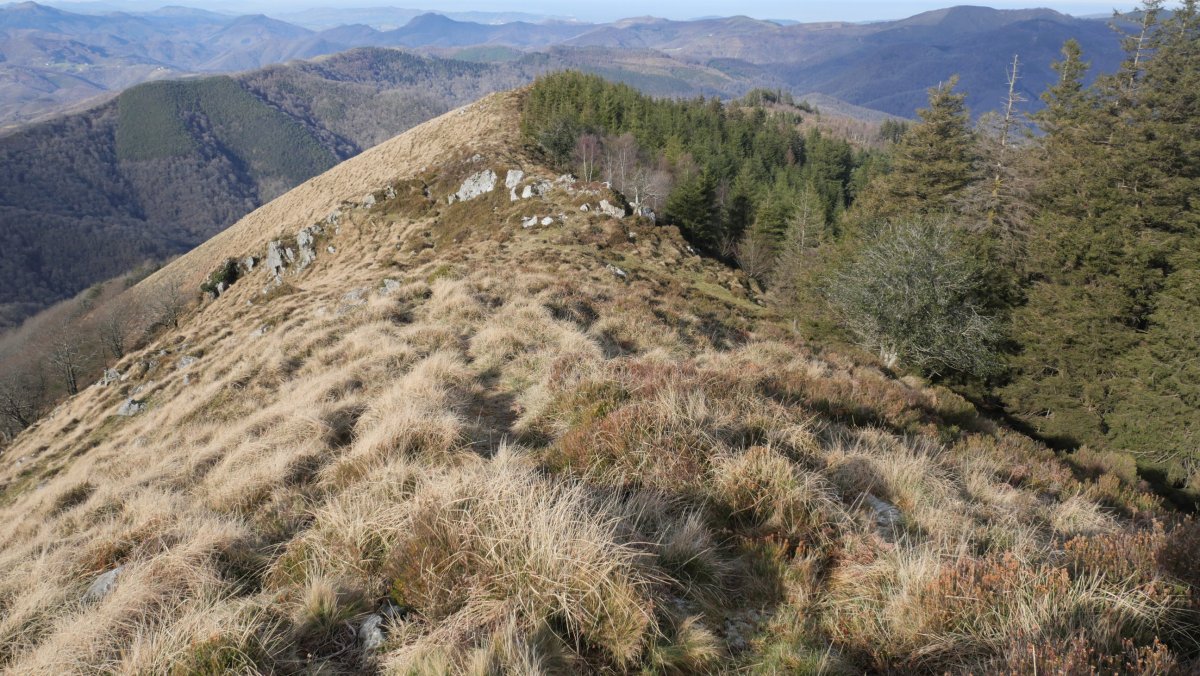 Beltzuntzatik IMko bizkarra, Artikutza aldekoa