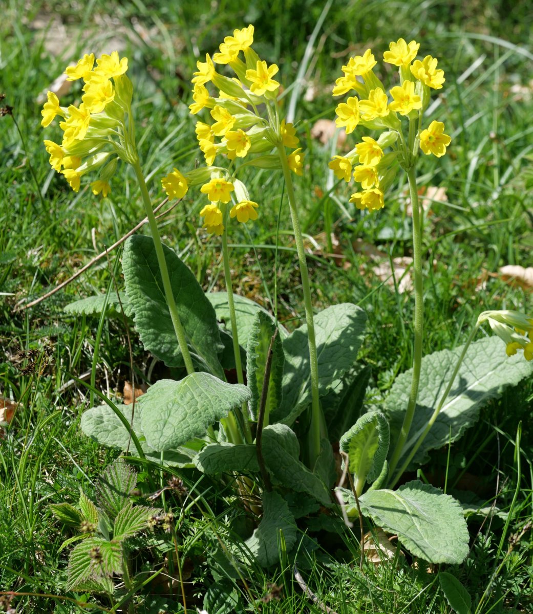 Primula veris columnae, Oza aldean