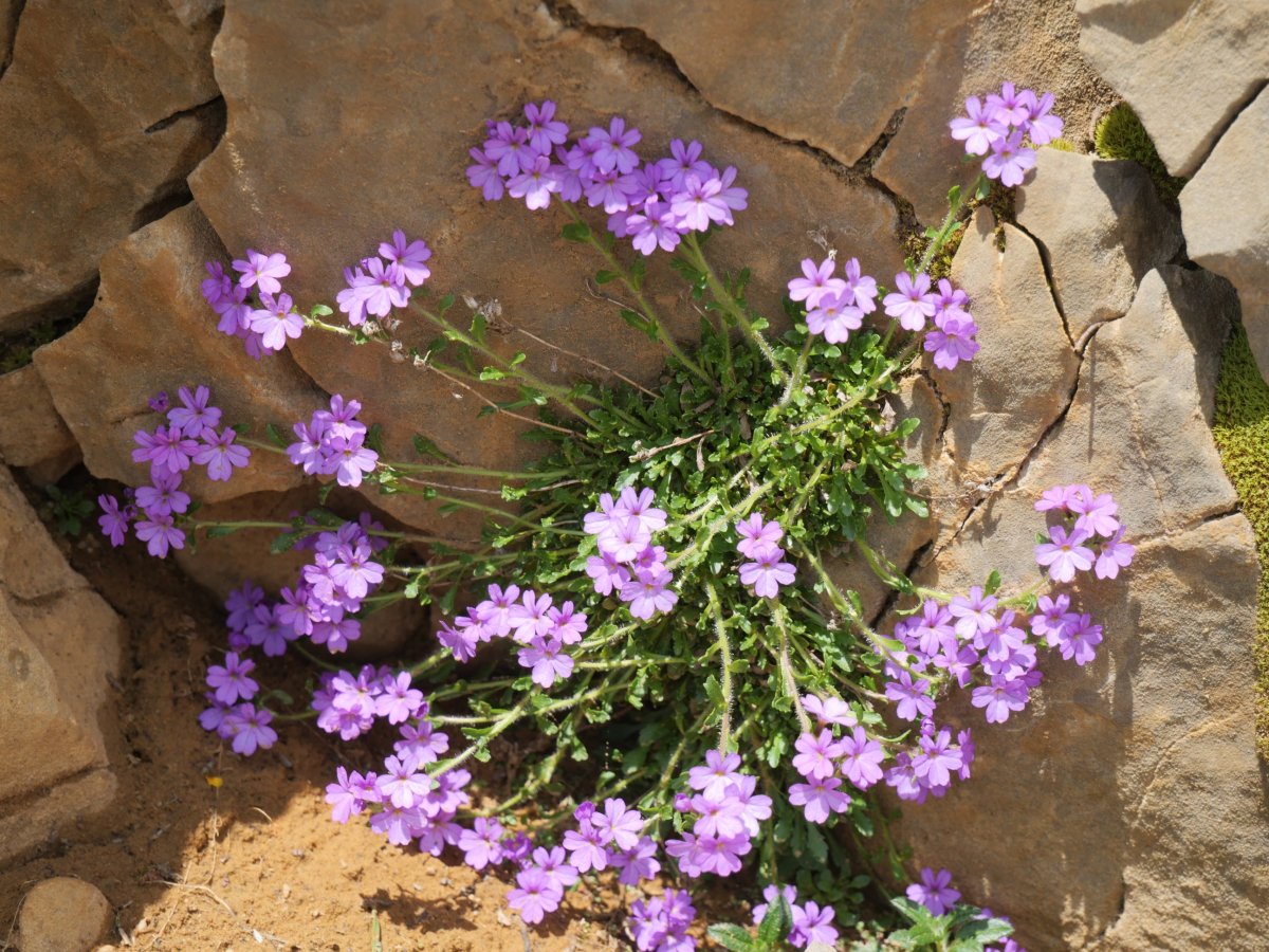 Erinus alpinus Budogiaren hegoaldeko kanalean