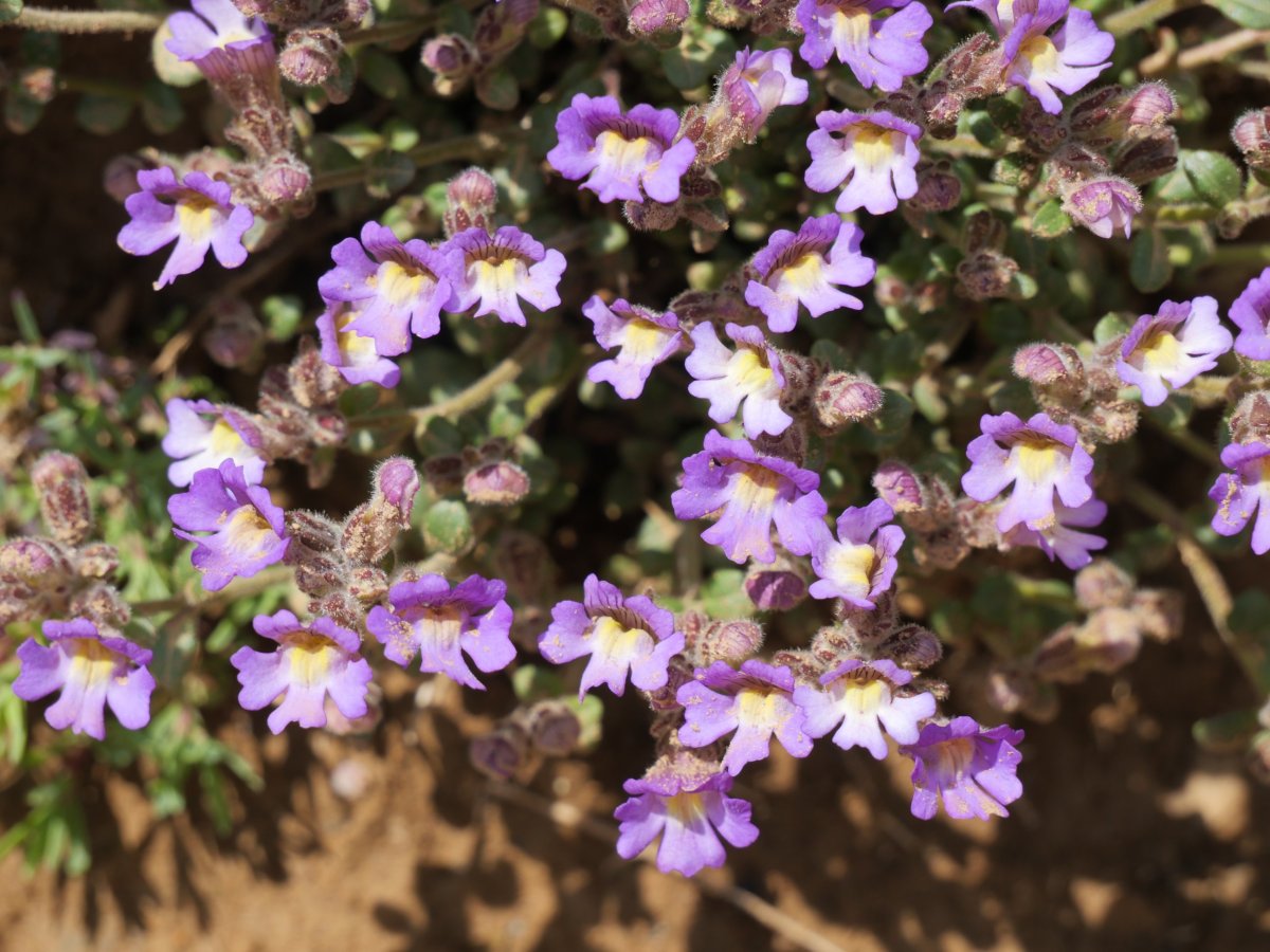 Chaenorhinum origanifolium Budogiaren hegoaldeko kanalean