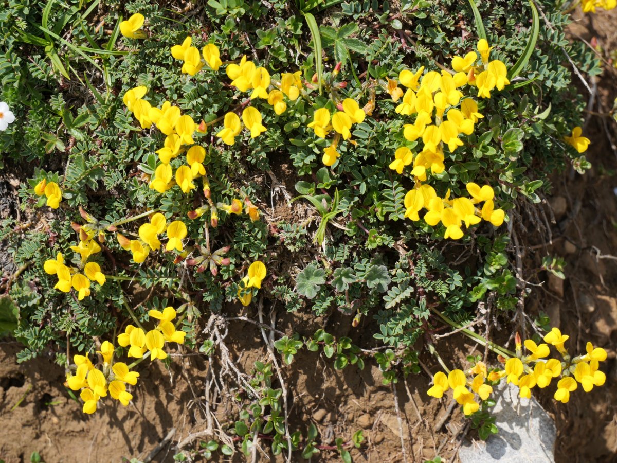 Hippocrepis comosa comosa Budogiaren hegoaldeko kanalean