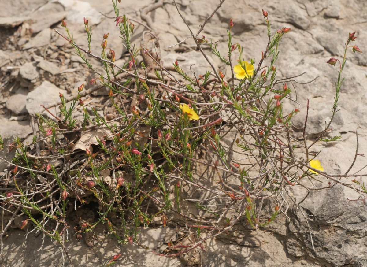 Fumana ericifolia Egiarreta inguruan