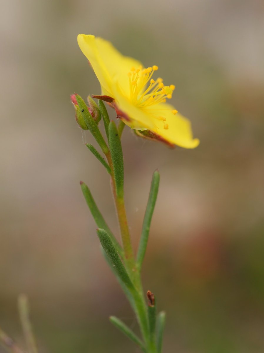 Fumana ericifolia Egiarreta inguruan