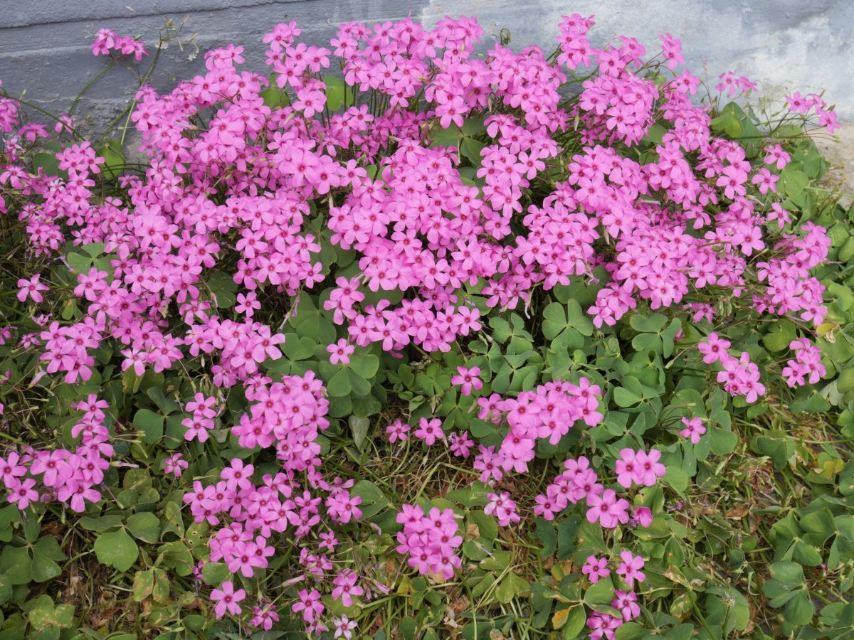 Oxalis articulata