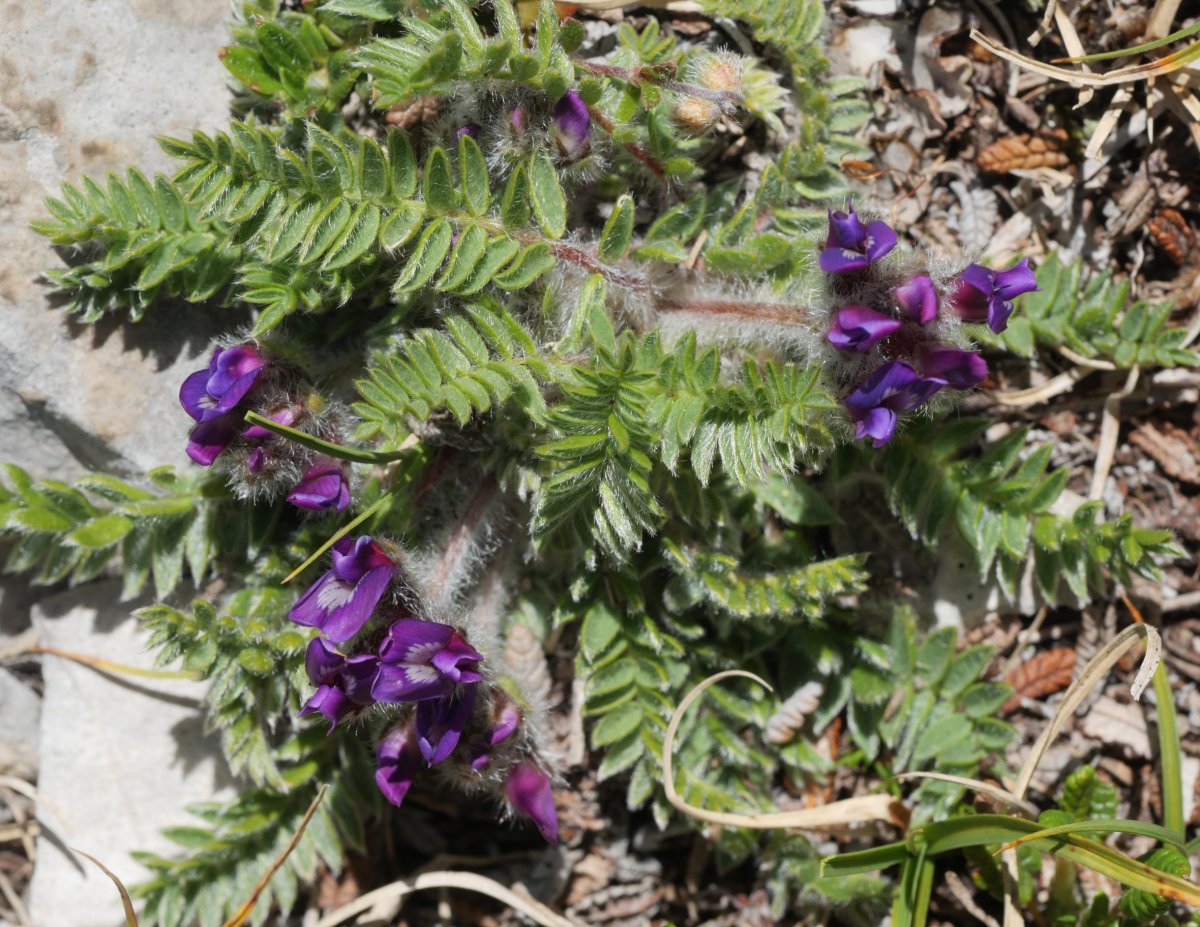 Oxytropis foucaudii Budogia tontorraren inguruetan