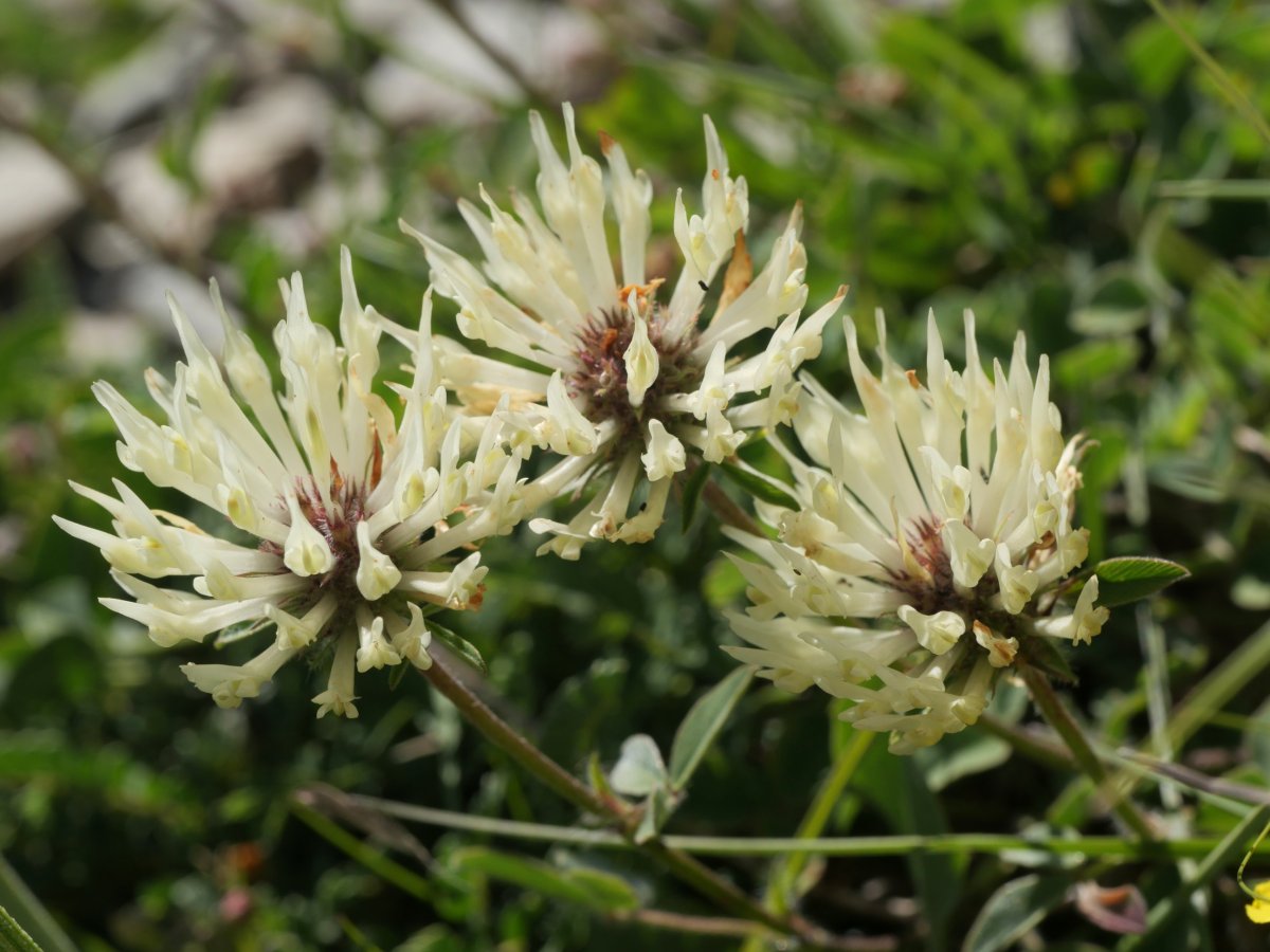 Trifolium ochroleucon Linza aldean