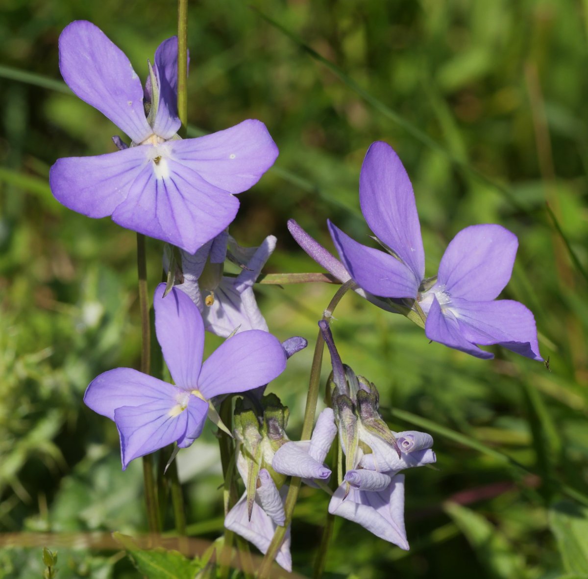 Viola cornuta Lapazarra eta Lazagorria arteko lepoaren inguruan