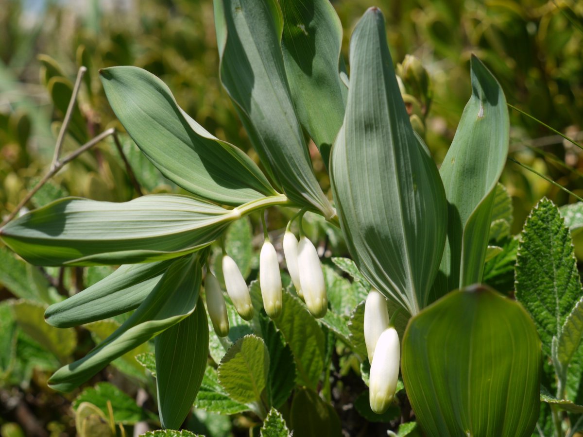 Polygonatum odoratum, ugari ikus daiteke Orbako erpin geodesikoaren inguruetan