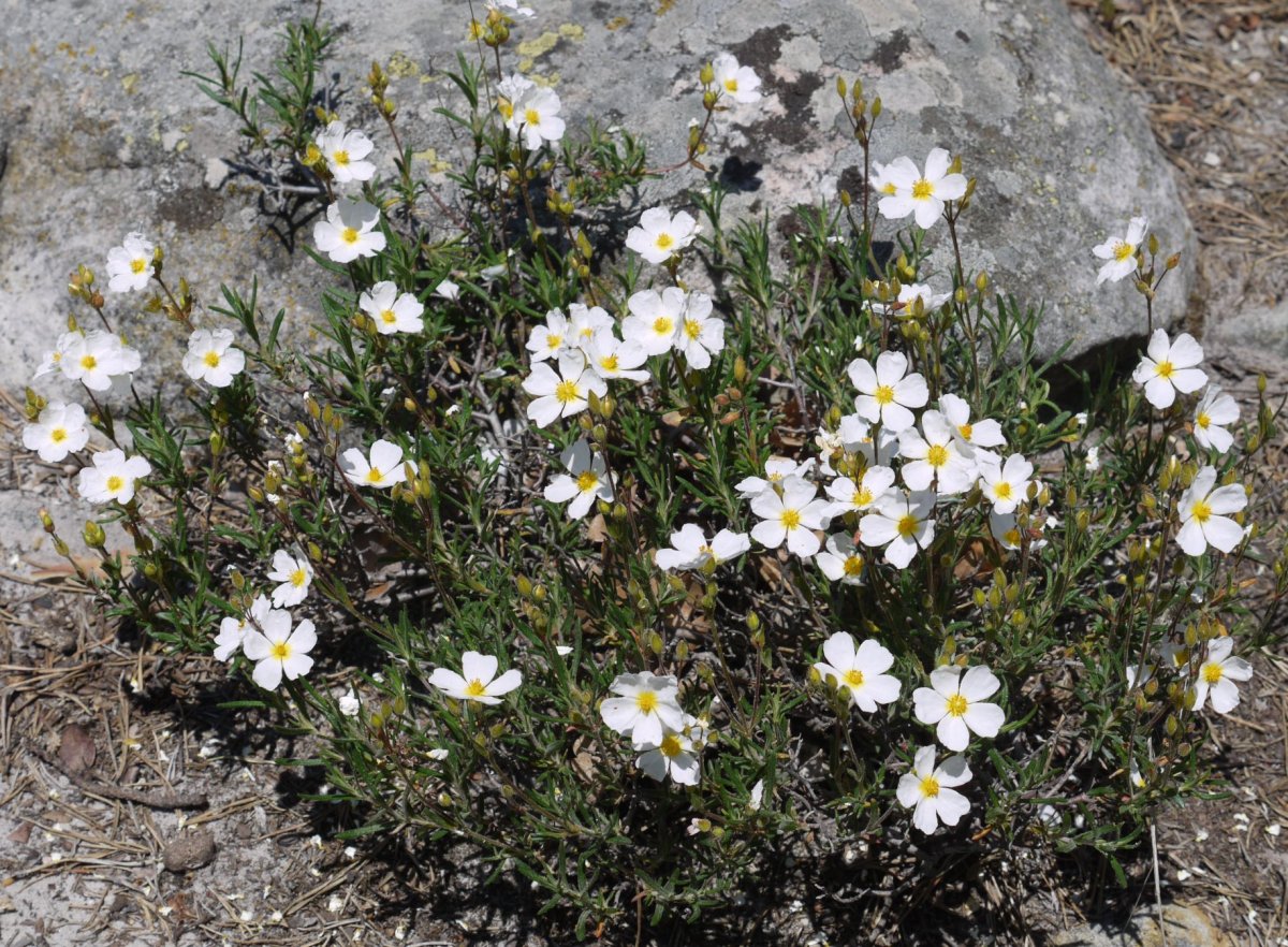 Halimium umbellatum Orba mendian