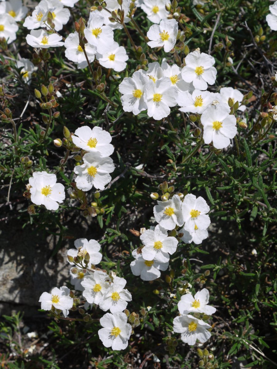 Halimium umbellatum Orba mendian