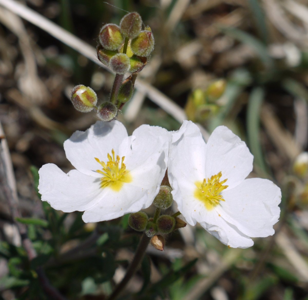 Halimium umbellatum Orba mendian
