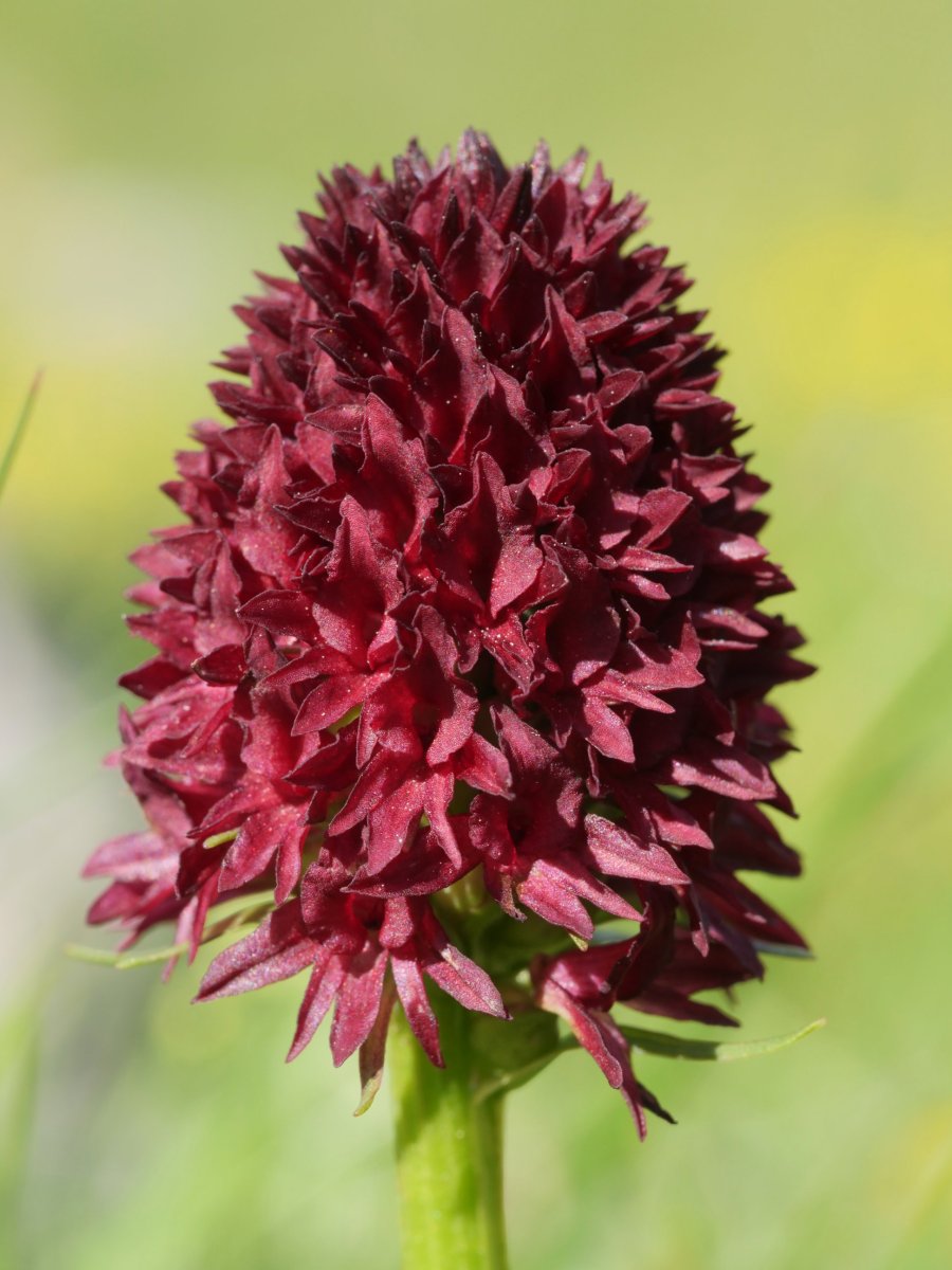 Nigritella gabasiana Lapazarra mendian