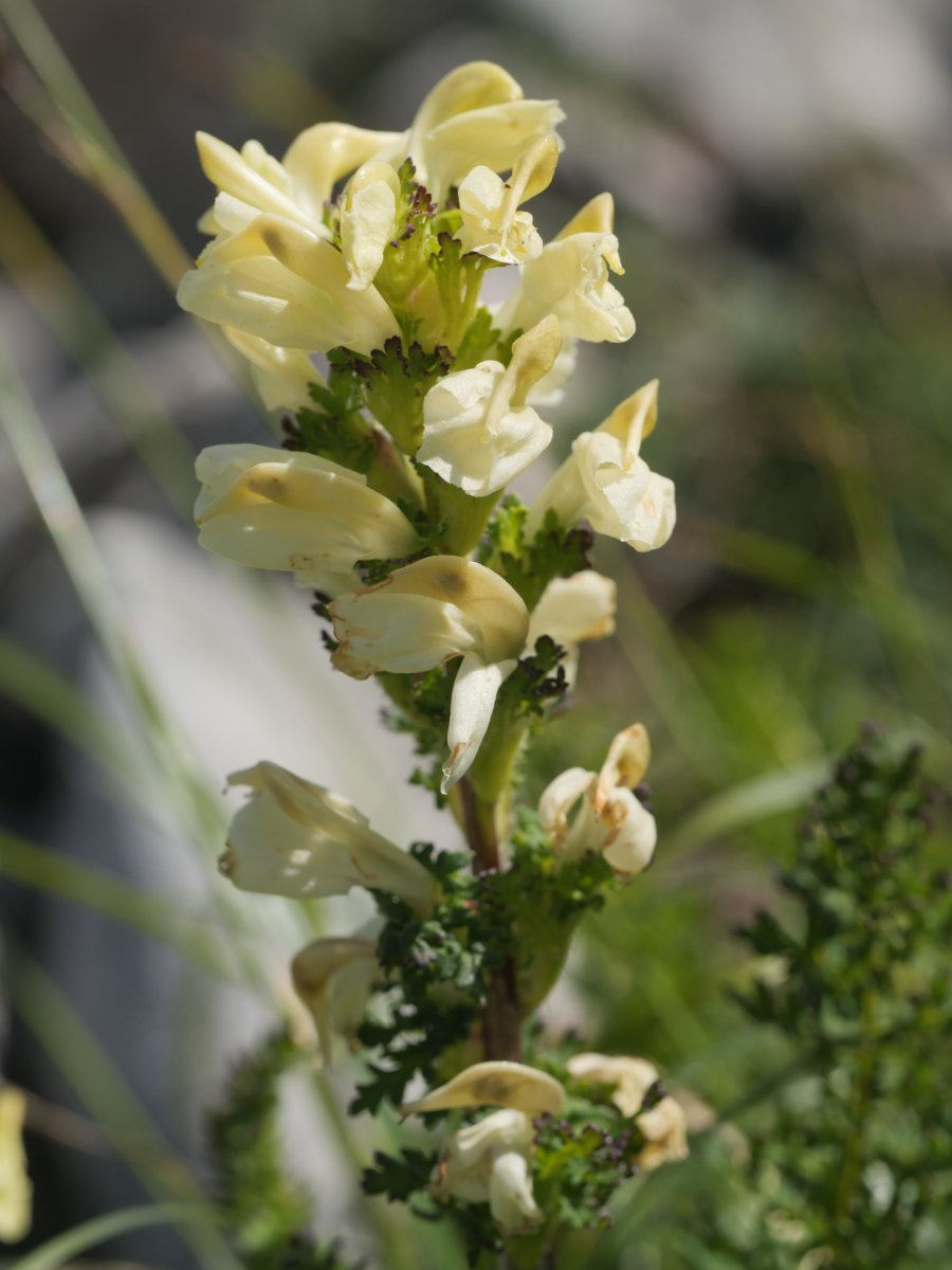 Pedicularis tuberosa Laparra aldean