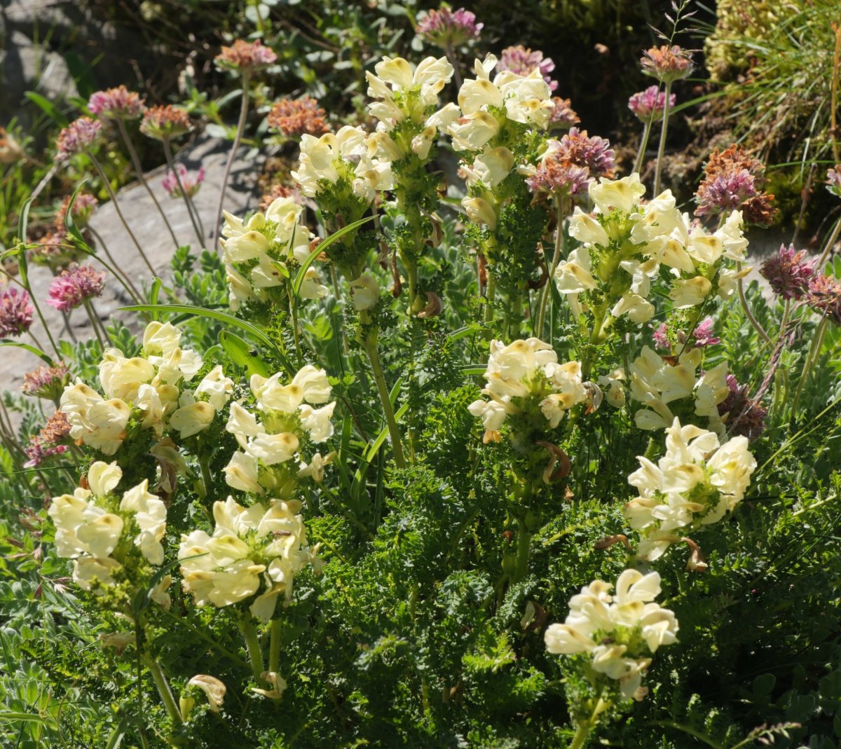 Pedicularis tuberosa Laparra aldean