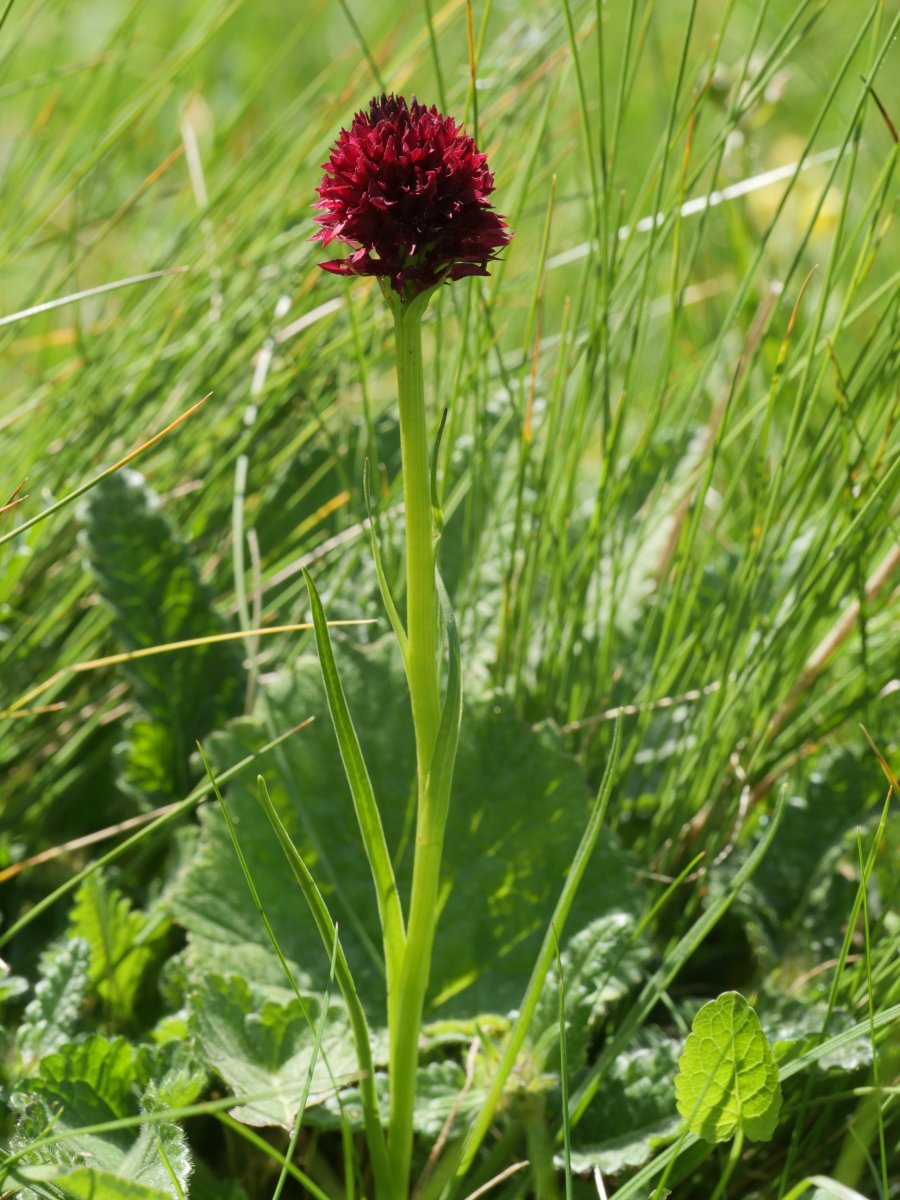 Nigritella gabasiana Lapazarra mendian