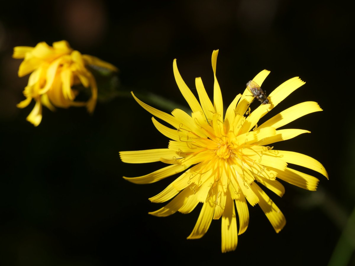 Hieracium murorum, Lapazarrako iparraldeko  basoan