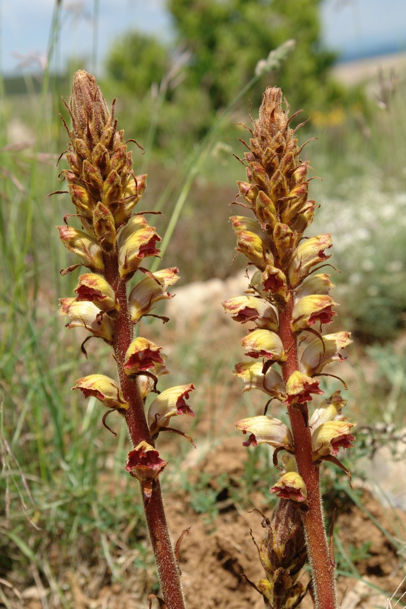 Orobanche gracilis, Ugarra aldean