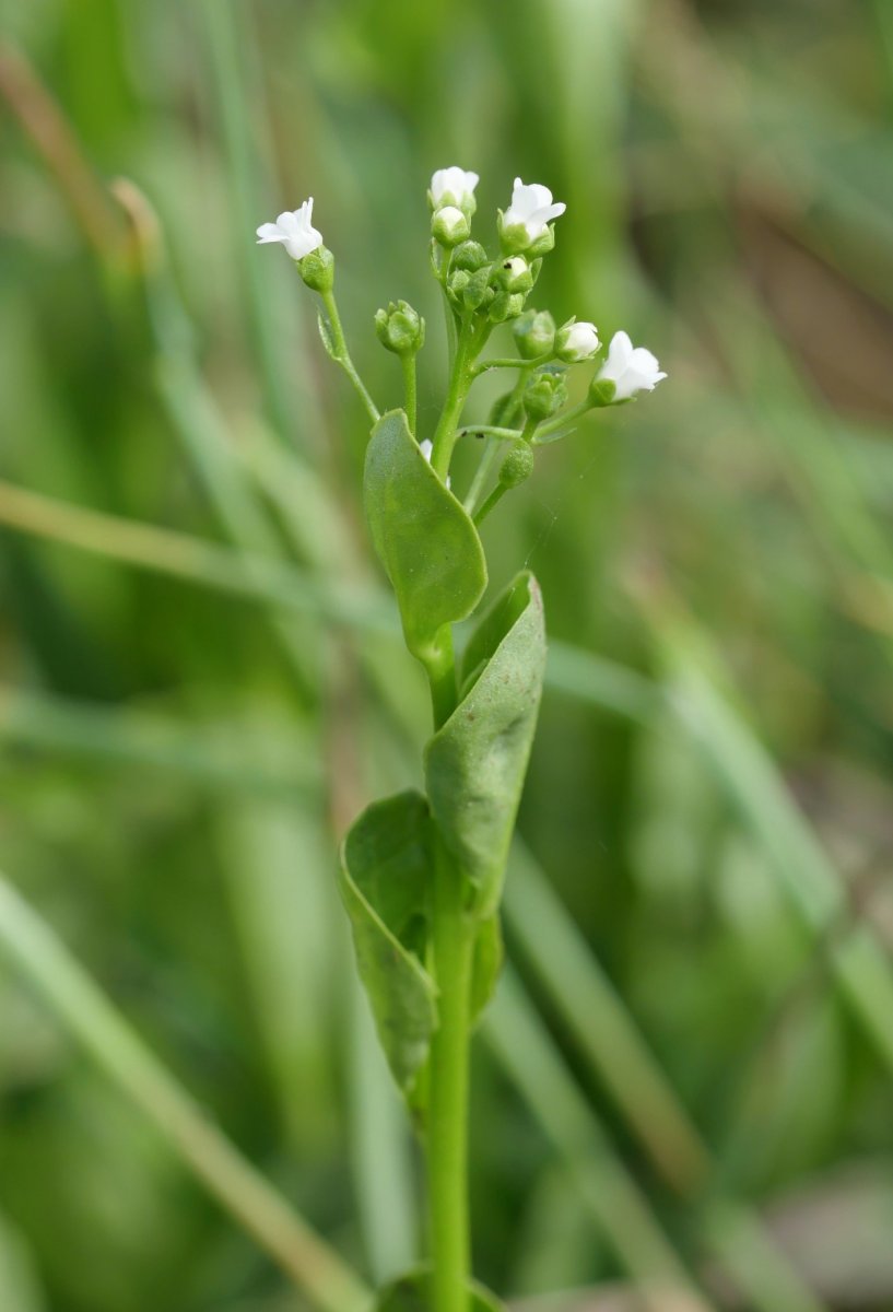 Samolus valerandi Jaizkibelen, itsas aldean
