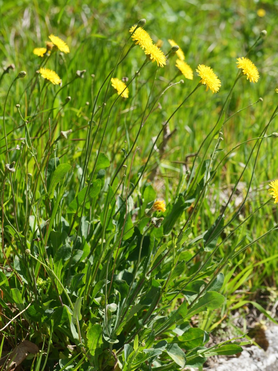 Reichardia picroides