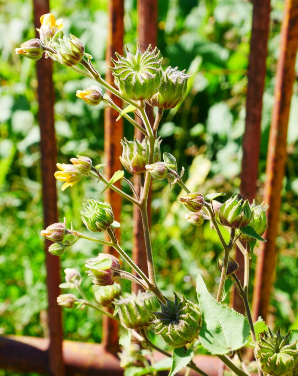 Abutilon theophrasti Aldatz inguruan