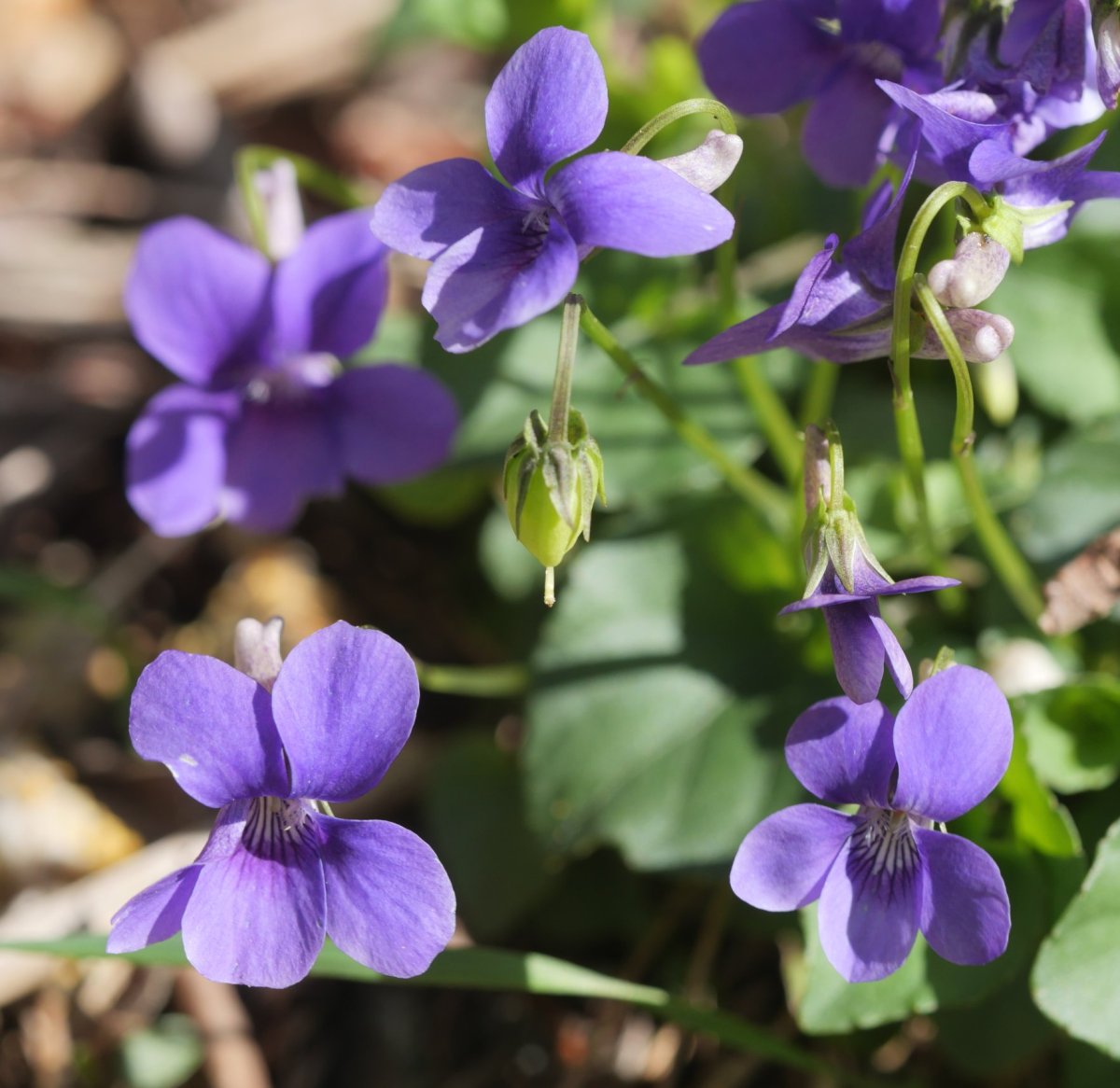 Viola riviniana Arditurrin