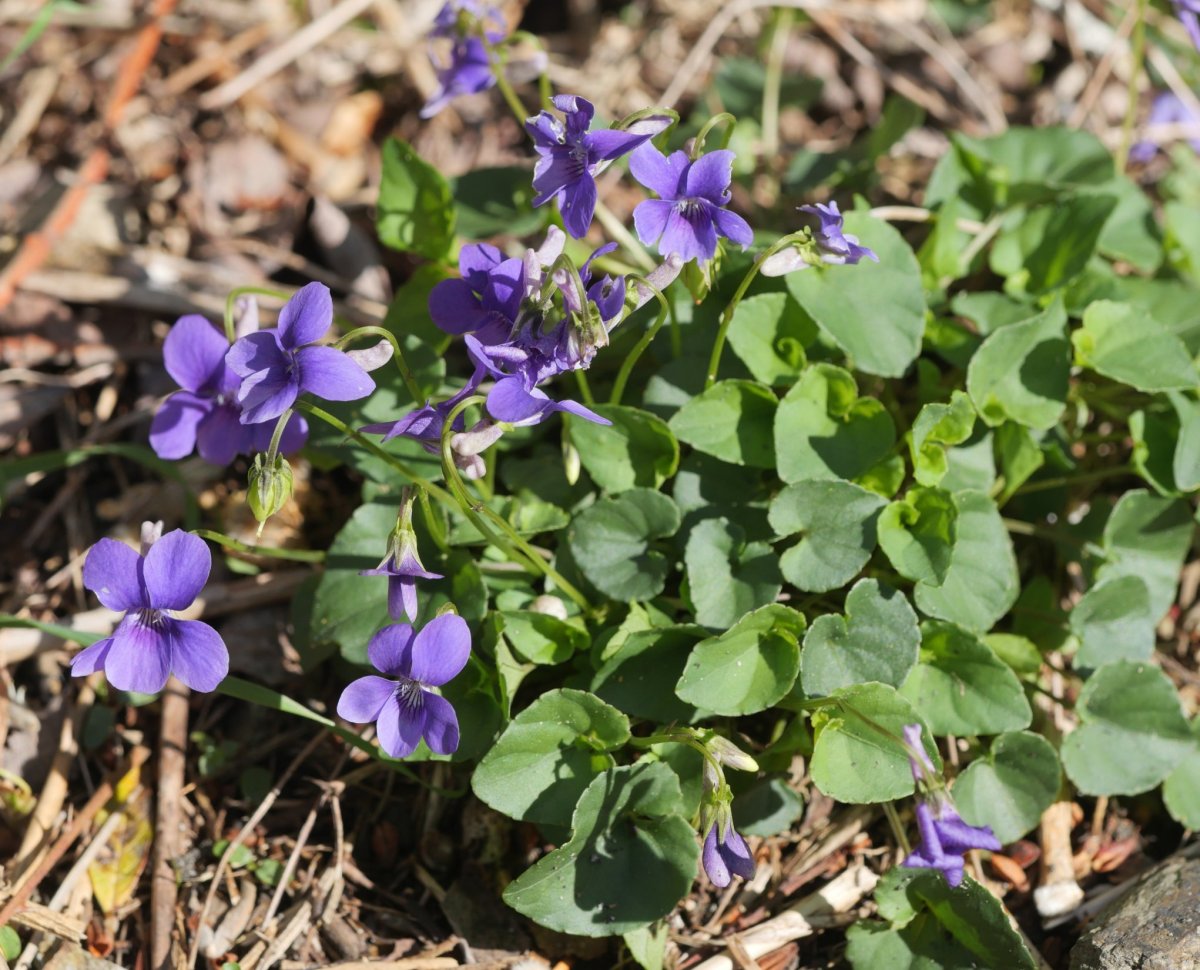 Viola riviniana Arditurrin