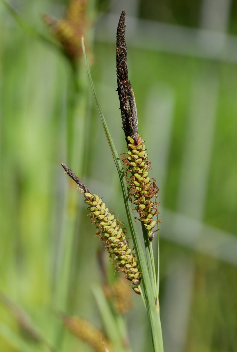 Carex flacca