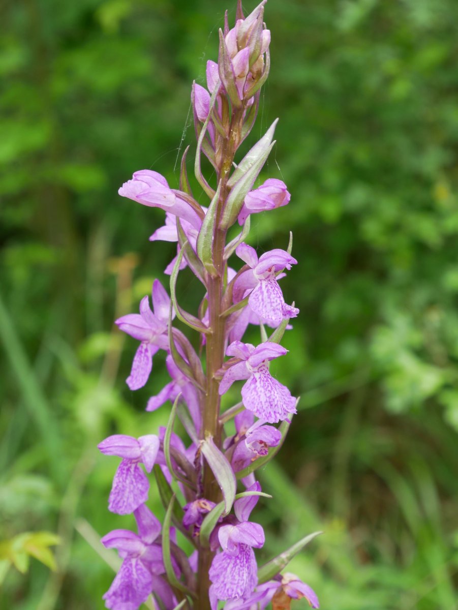 Dactylorhiza elata Musitu herritik gertu