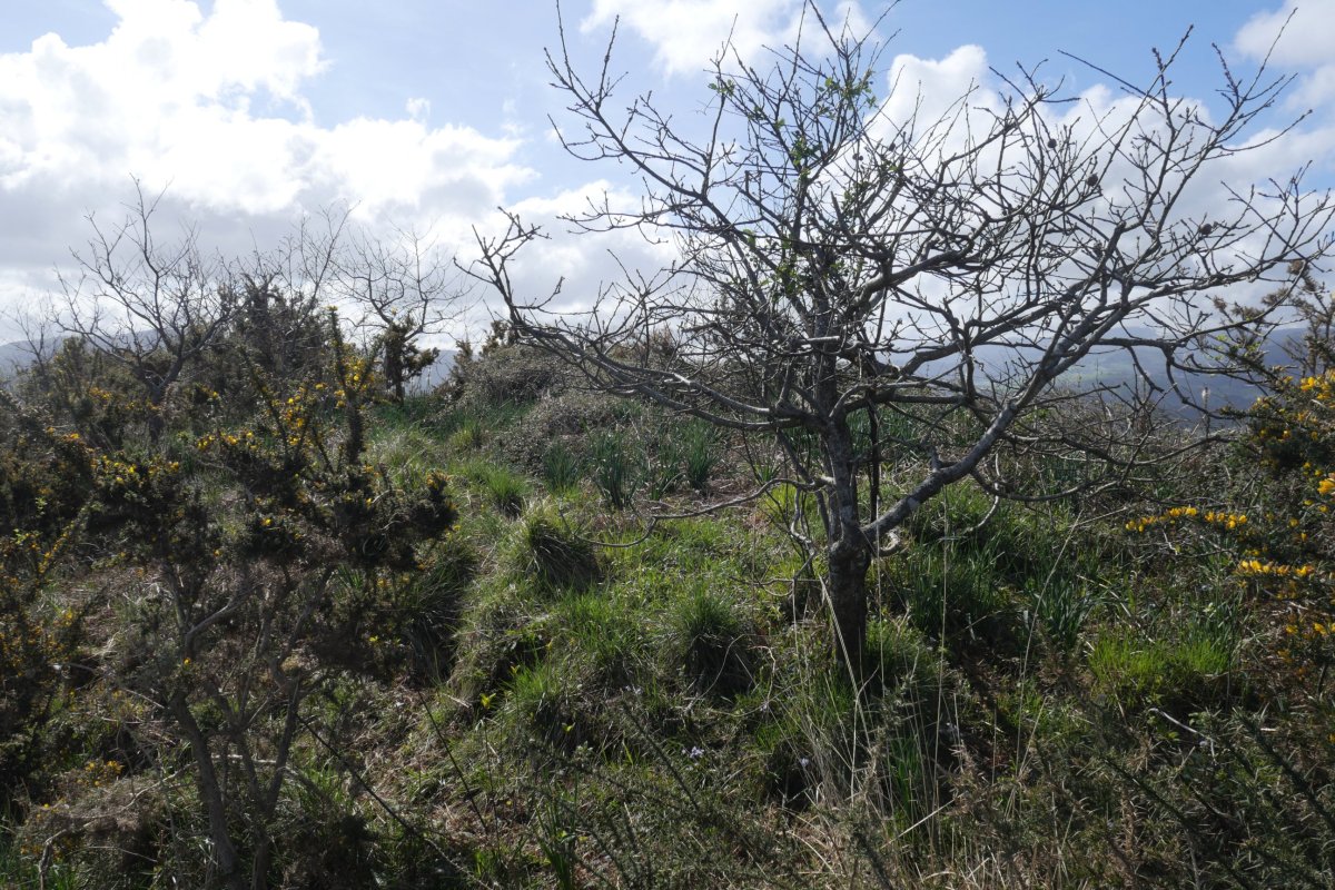 Ameztimendi, tontorra (leku garaiena), sasi artean