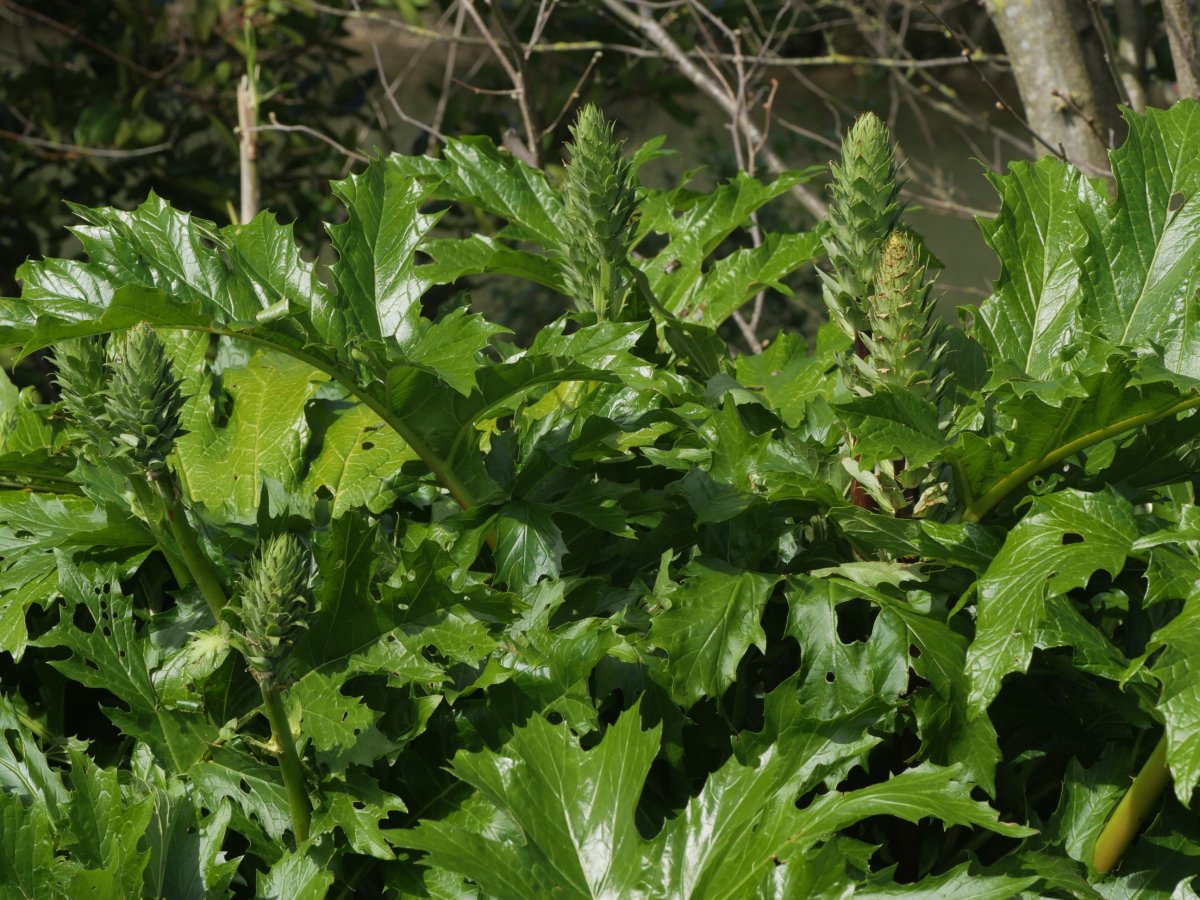 Acanthus mollis Zarautzen