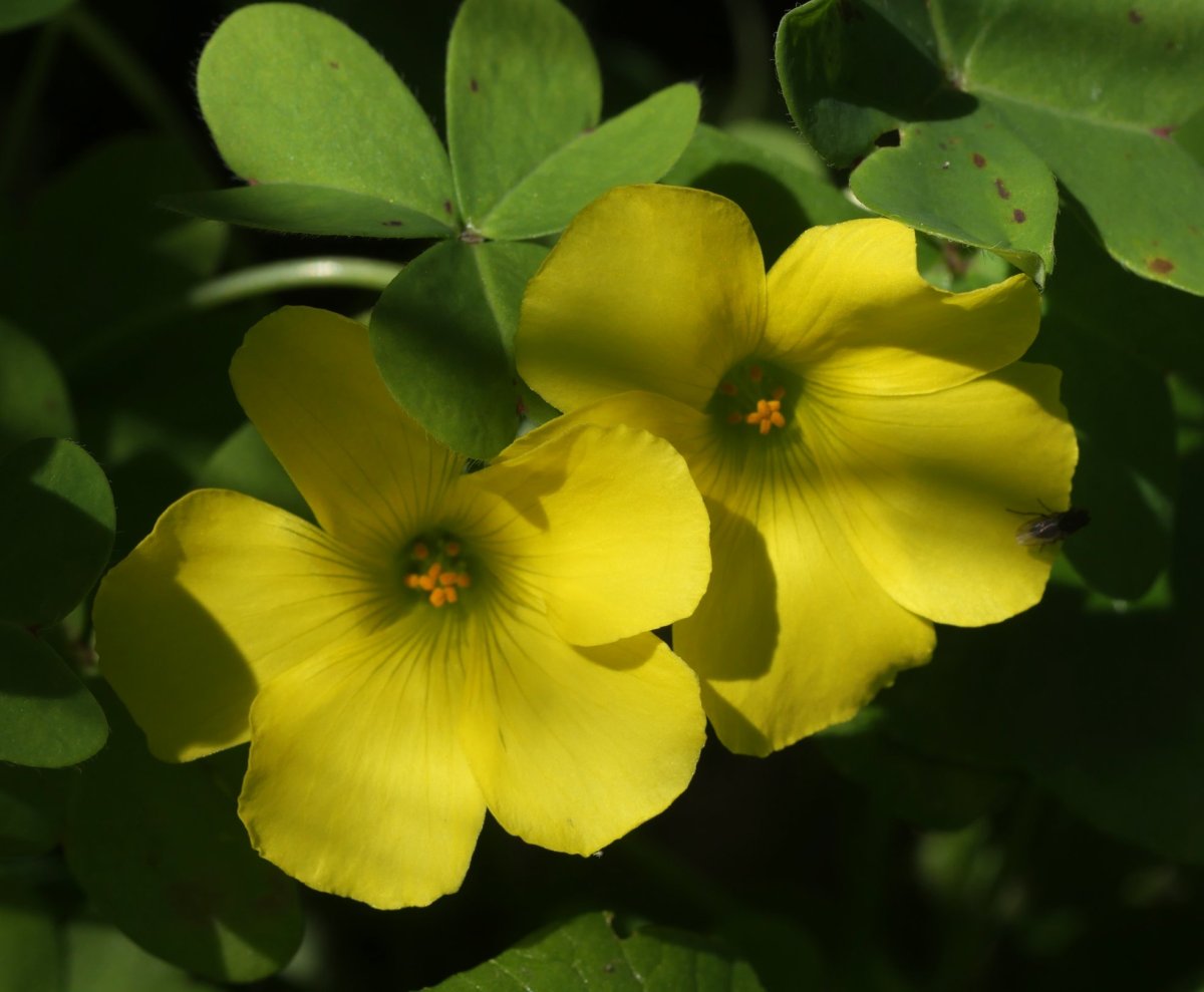 Oxalis pes-caprae Zarautz aldean