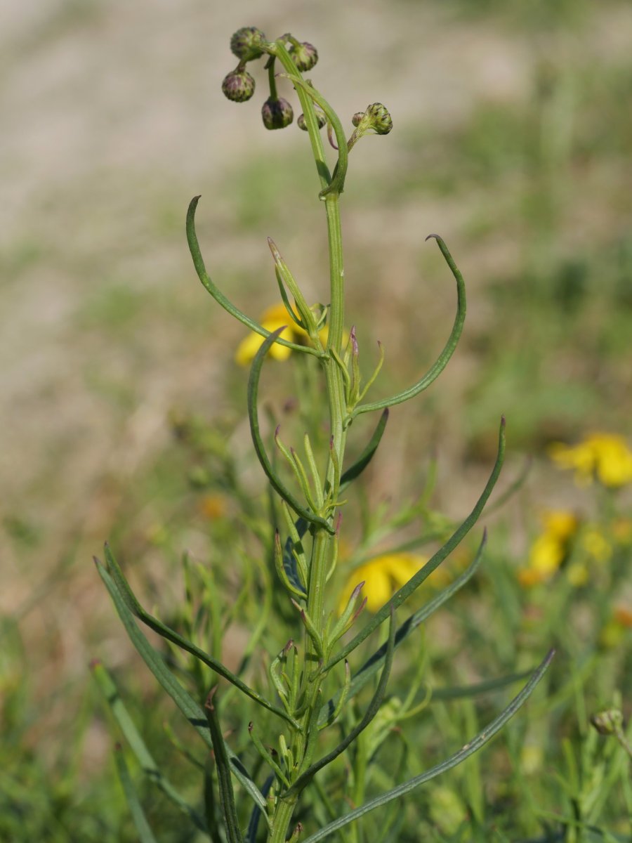 Bideak, arekak, etzeak eta lurra eraldatuta dagoen beste leku batzuk