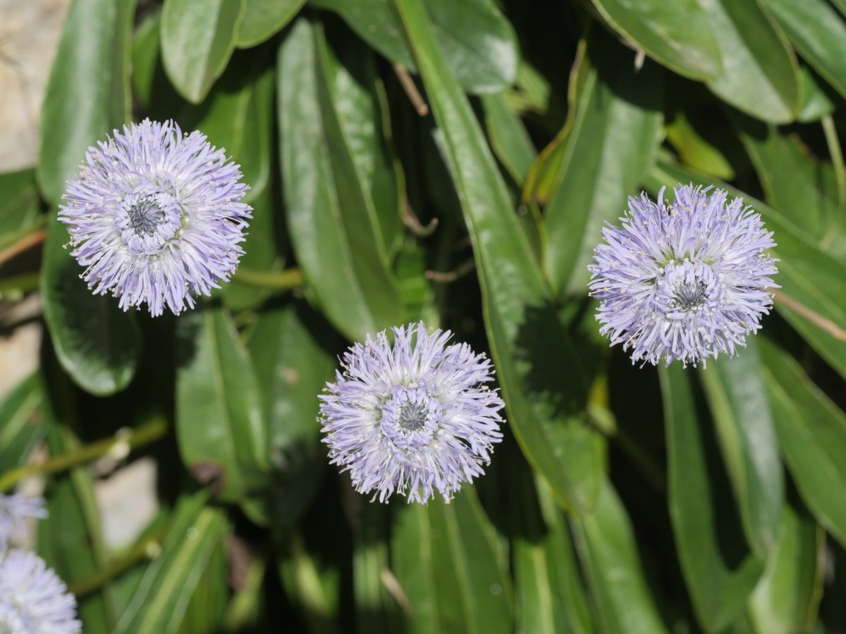 Pitzadurak eta lauguneak kare-haitzetan, inoizka silize-haitzetan, eta larre harritsuak