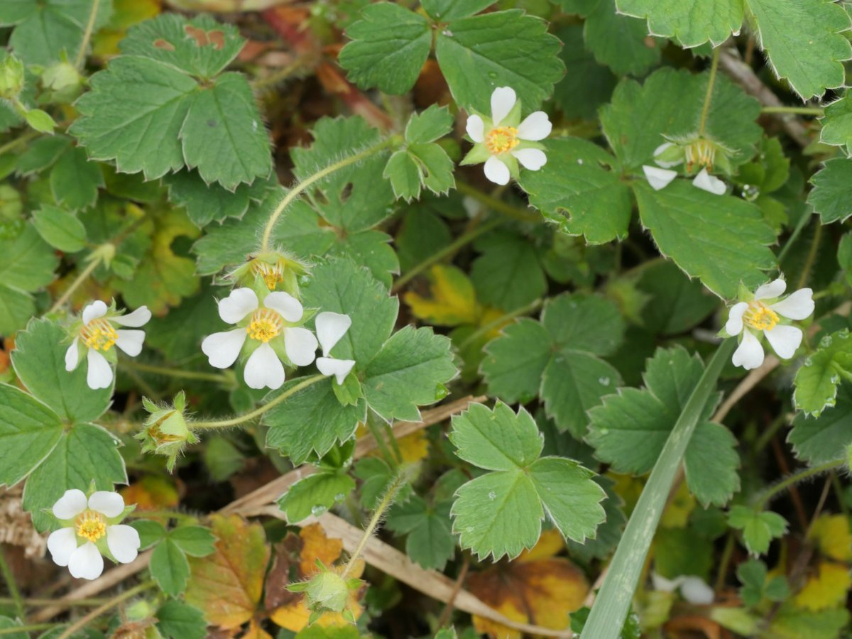 Potentilla sterilis Mugiro aldean